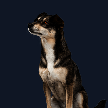 Sitzender Hund mit weiß-dunklem Fell schaut zur Seite