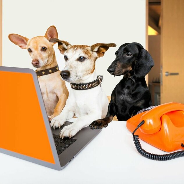 Kleine Hunde vor dem Laptop
