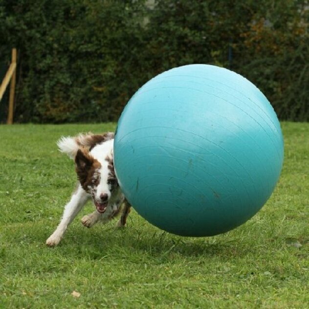 Australian Shepherd treibt den Ball nach vorne.