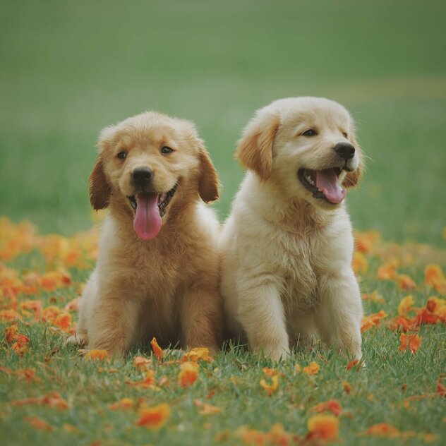 Zwei gelbe Labrador Retriever Welpen mit Stress-Mimik