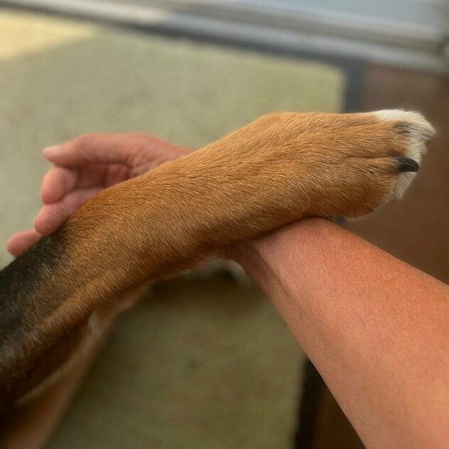 Hundepfote liegt auf Arm und wird gehalten