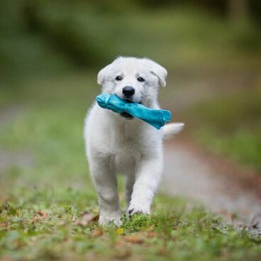 weißer Schäferhund Welpe Jimmy apportiert Spielzeug