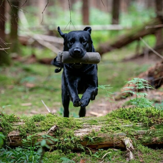 Schwarzer Labrador springt mit Dummy im Maul über Baumstamm