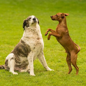 Großer massiger Hund zeigt dem kleineren Hund gegenüber Demutsgesten.