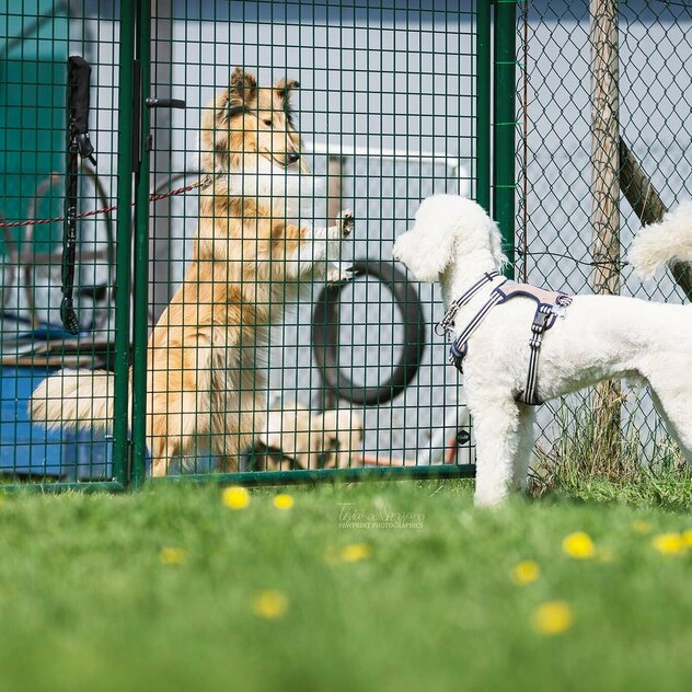 Hunde sind vom Zaun getrennt und nehmen Kontakt auf.