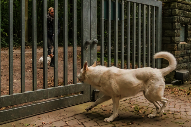 Weißer Schweizer Schäferhund verteidigt sein Grundstück