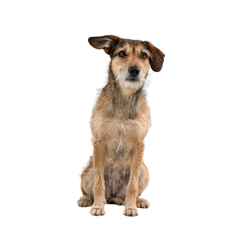 Frontal sitzender Hund mit hellbraunem Fell, der verträumt schaut