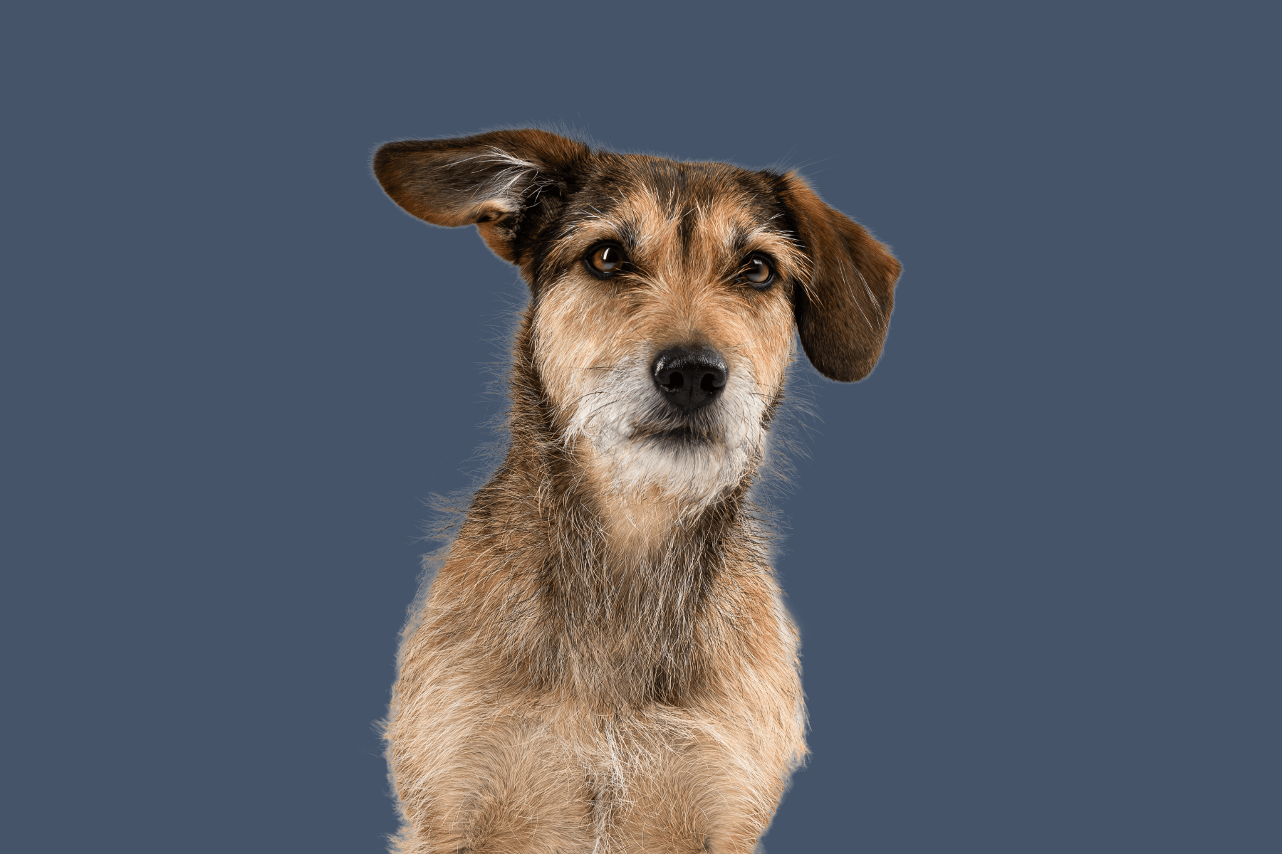 Frontal sitzender Hund mit braunem Fell schaut verträumt