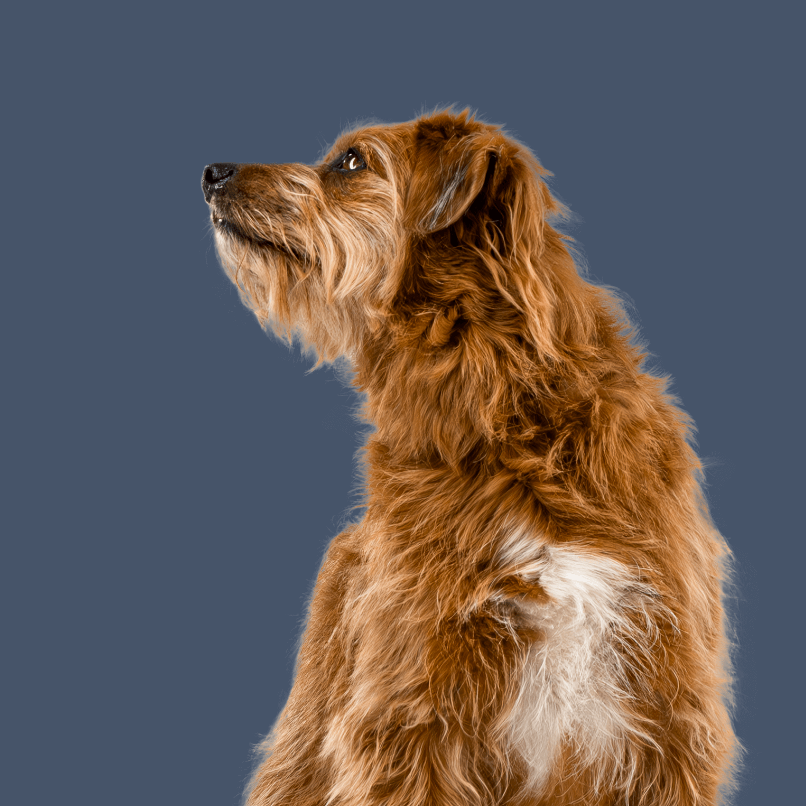 Sitzender Hund mit braunem Fell schaut neugierig zur Seite