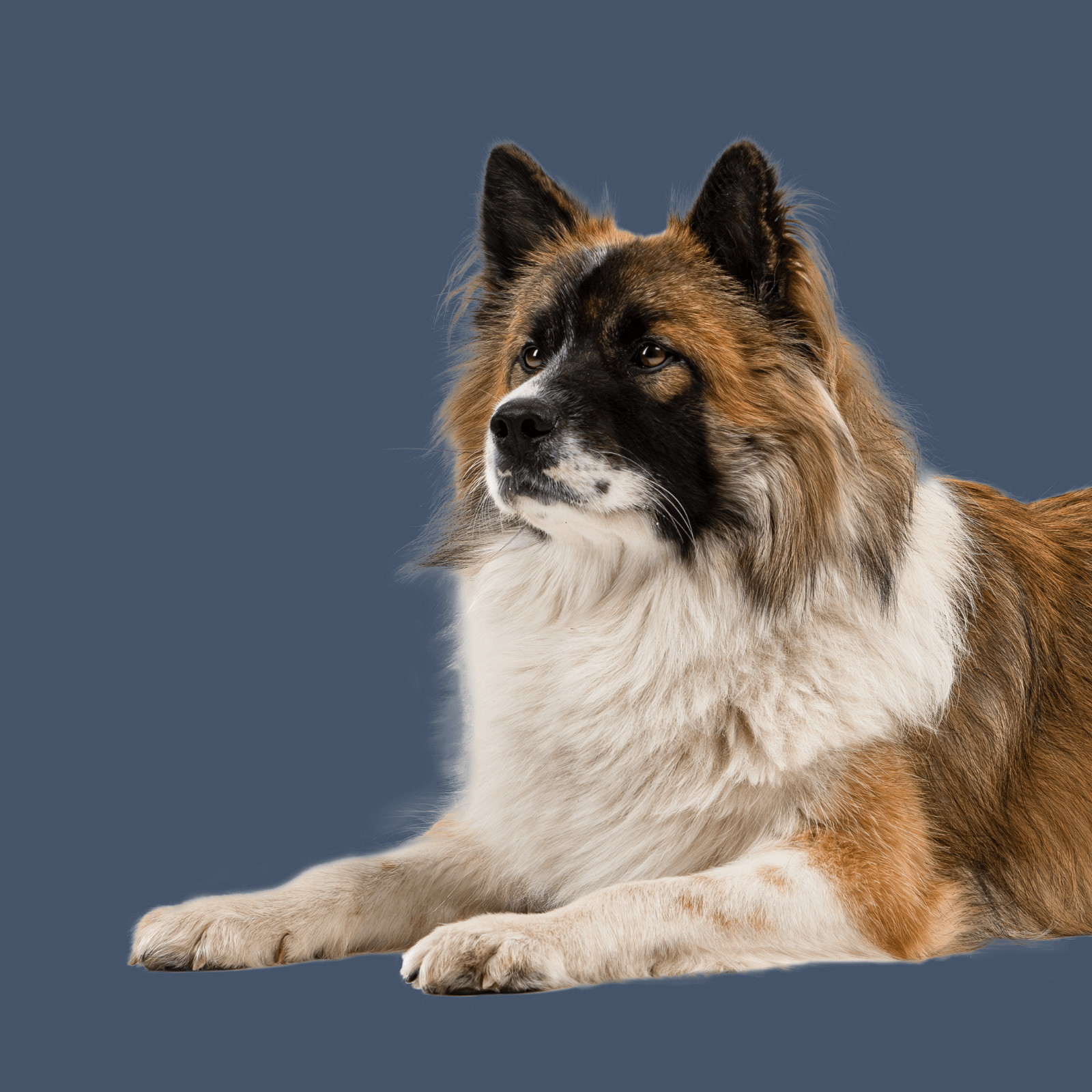 Liegender Hund mit braun-weißem Fell schaut verträumt zur Seite