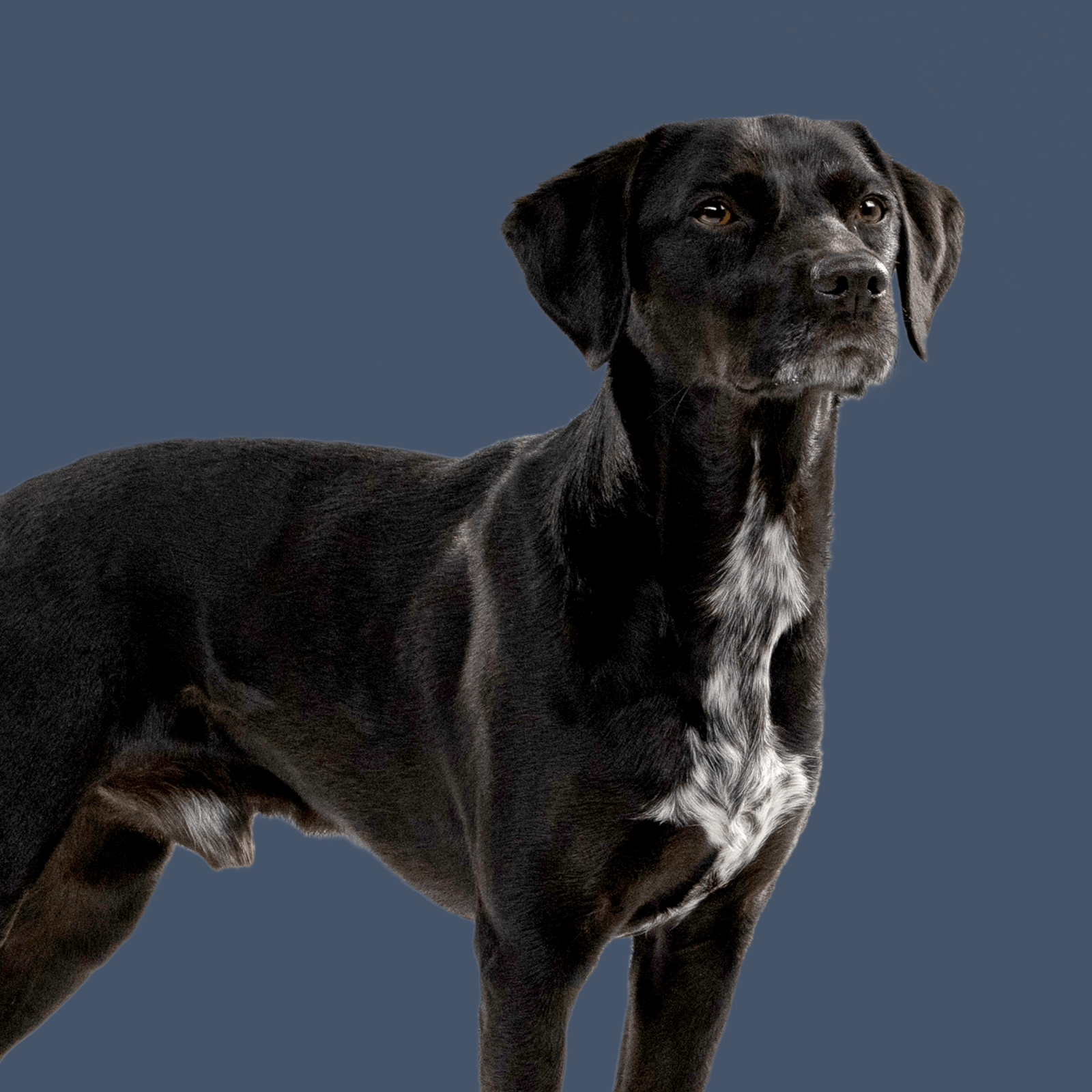 Stehender Hund mit schwarzem Fell schaut neutral zur Seite