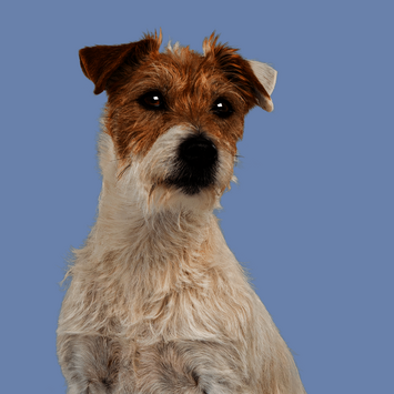 Hund auf blauem Hintergrund