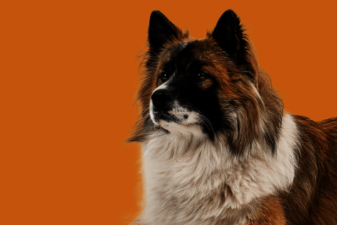 Liegender Hund mit braun-weißem Fell schaut verträumt zur Seite