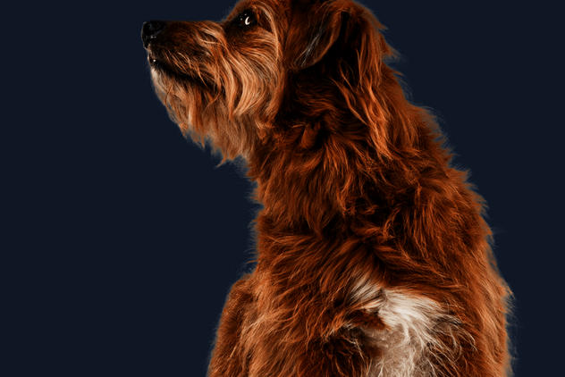 Termine im Zollernalbkreis Sitzender Hund mit braunem Fell schaut neugierig zur Seite