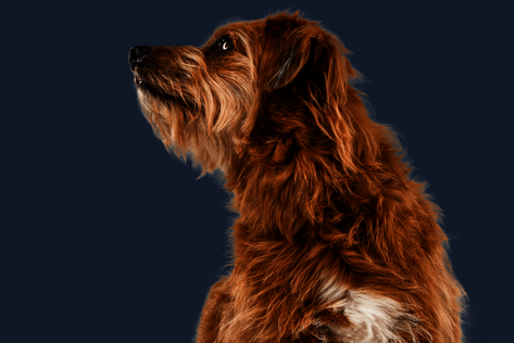 Sitzender Hund mit braunem Fell schaut neugierig zur Seite