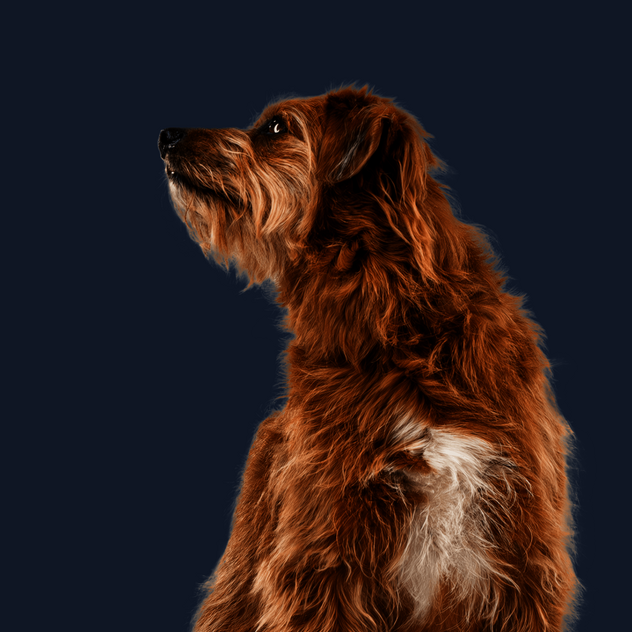 Termine im Zollernalbkreis Sitzender Hund mit braunem Fell schaut neugierig zur Seite