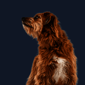 Sitzender Hund mit braunem Fell schaut neugierig zur Seite