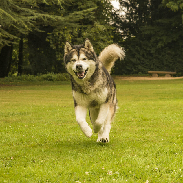 Alaskan Malamute