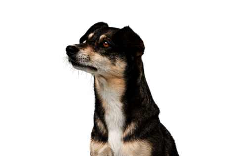 Sitzender Hund mit weiß-schwarzem Fell guckt stolz