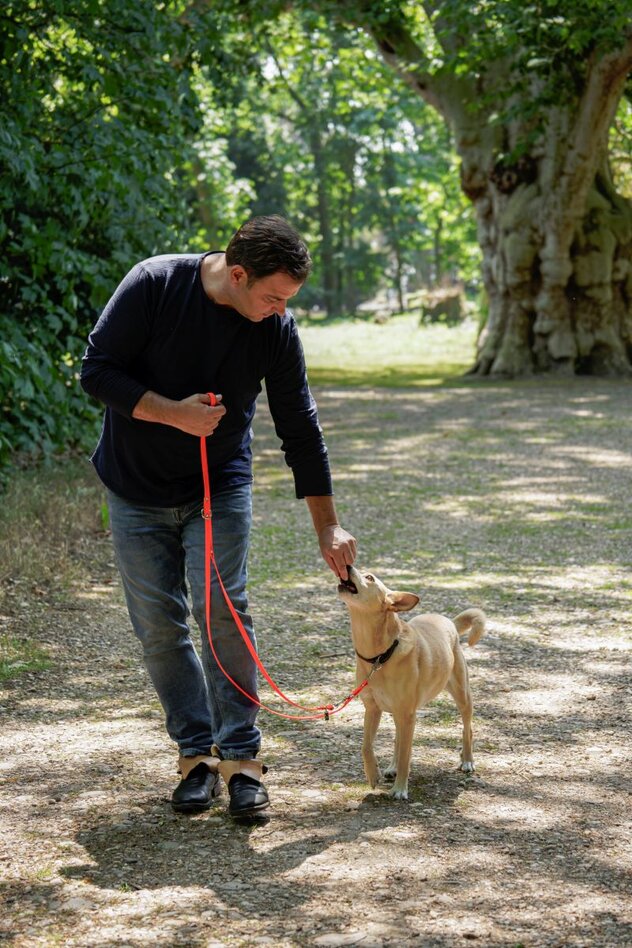 Hundeprofi Martin Rütter gibt einem Hund ein Leckerli