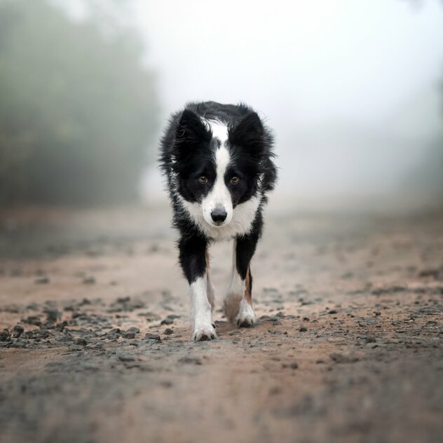 Border Collie