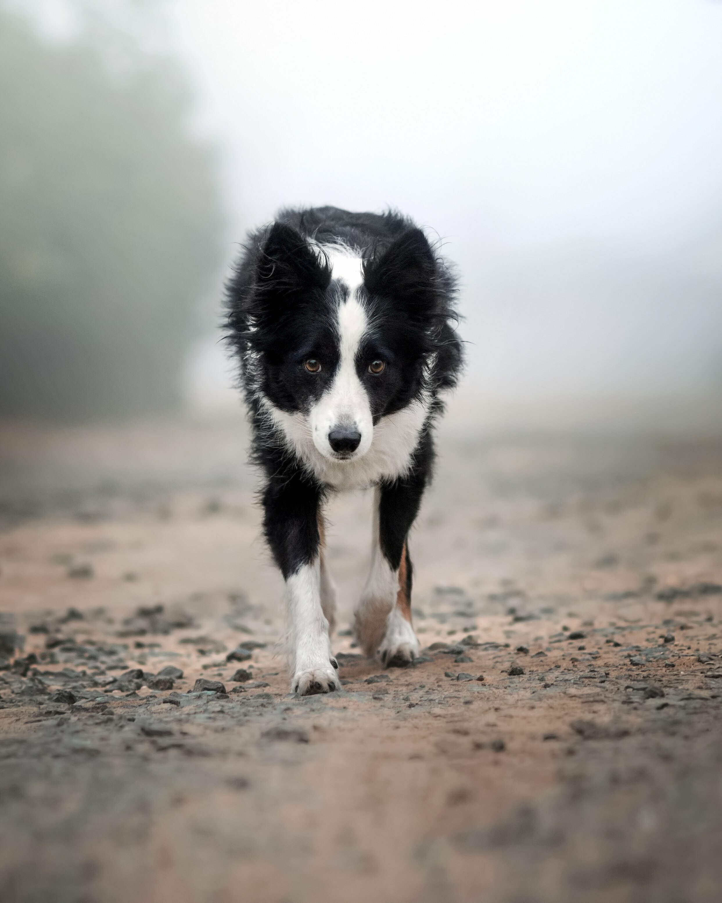 Border Collie