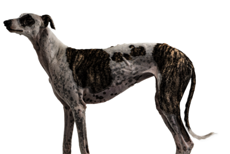 Hund mit weiß-braunem Fell steht seitlich