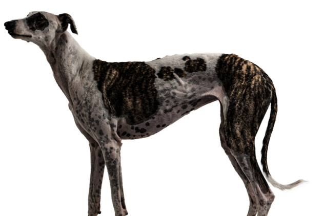 Hund mit weiß-braunem Fell steht seitlich