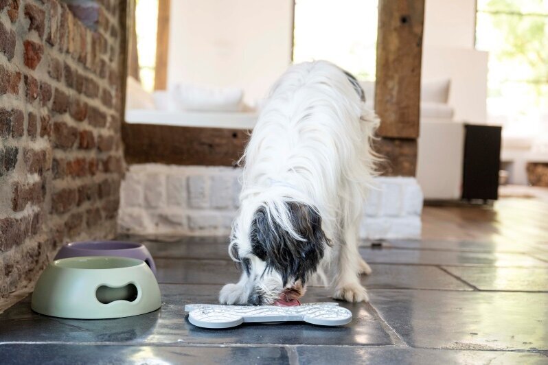Ein Hund leckt Hundeeis von einer als Knochen geformten Leckmatte
