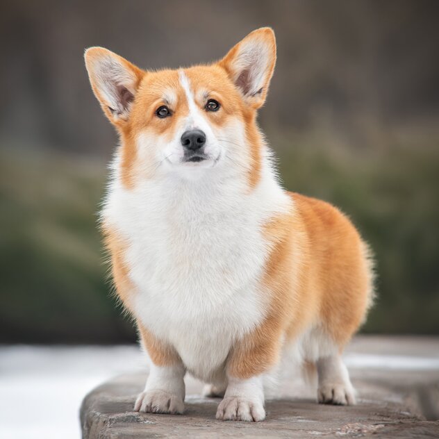 Welsh Corgi