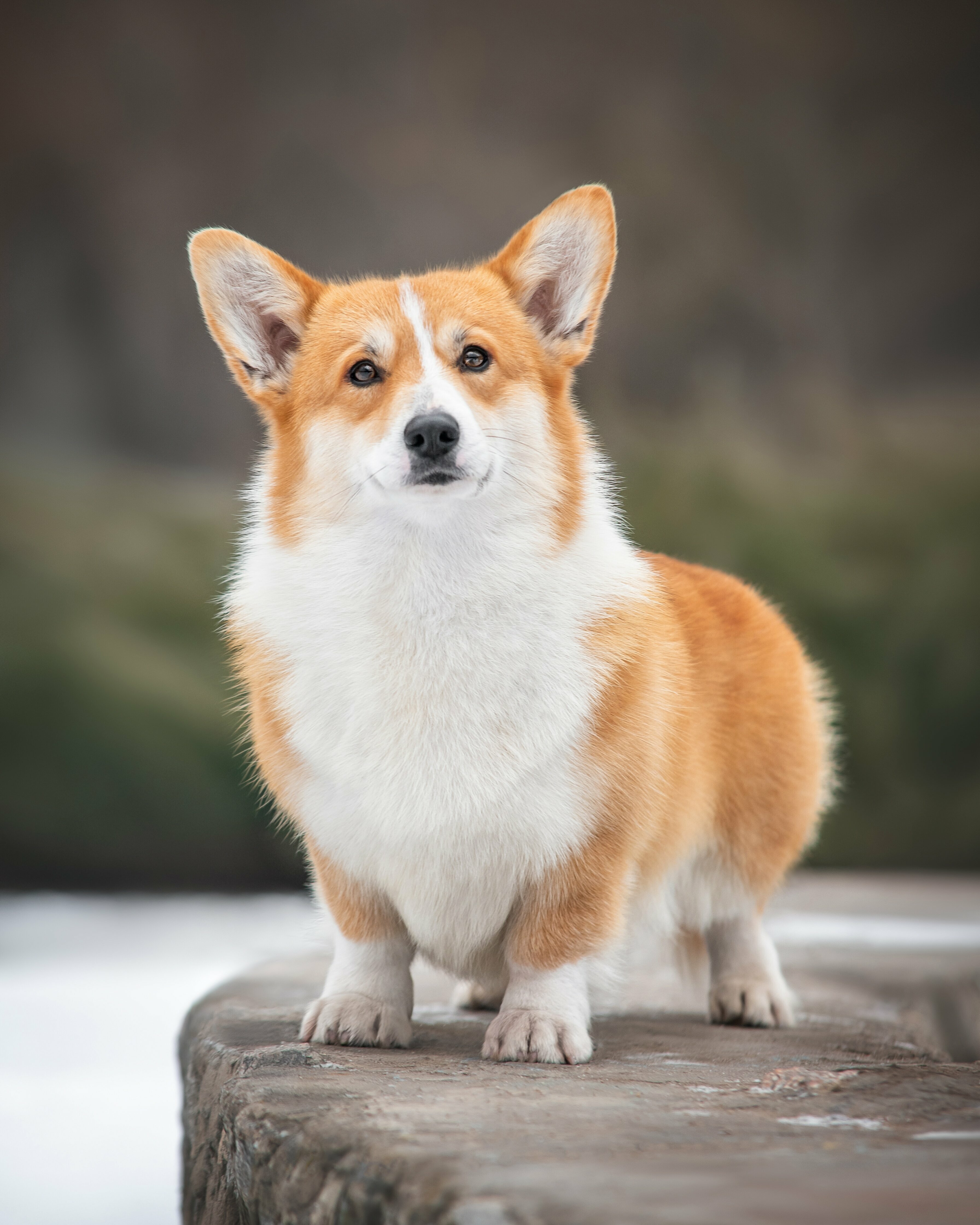 Welsh Corgi Rassekunde Steckbrief Martin Rutter