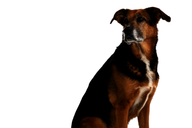Seitlich sitzender Hund mit schwarz-braunem Fell, der einen aufmerksamen Blick hat