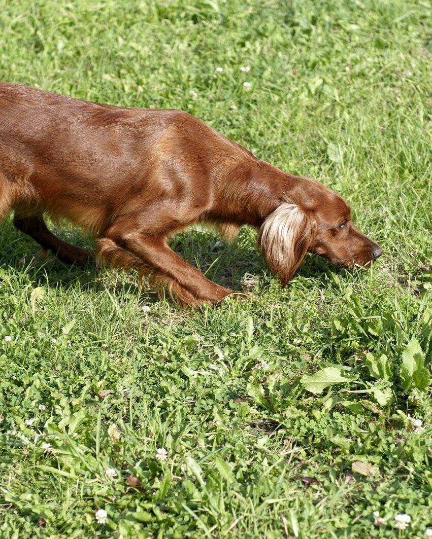 Irish Red Setter Martin Rütter