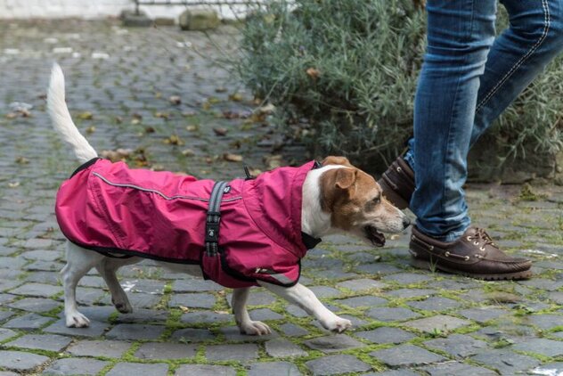 Hund mit Hundemantel in Pink