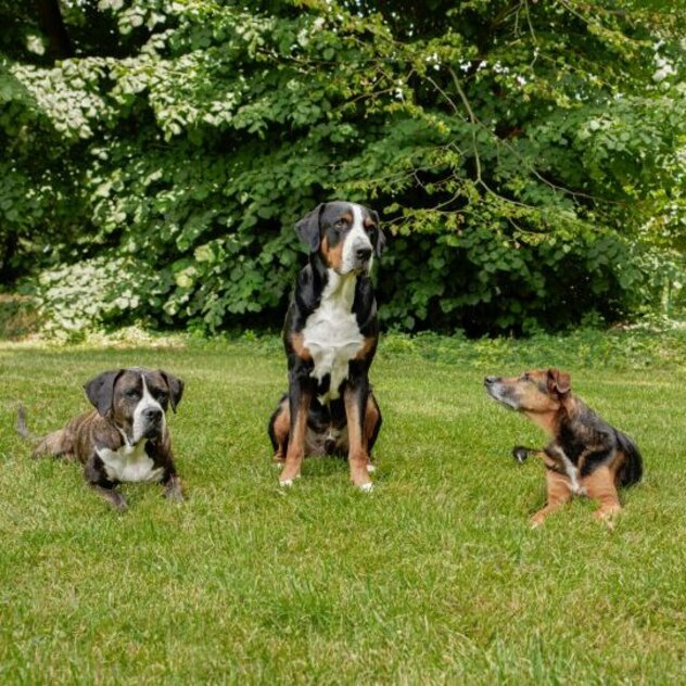 Vier Hunde unterschiedlicher Hunderassen sitzen oder liegen auf einer Wiese