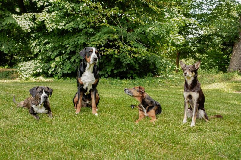 Vier Hunde unterschiedlicher Hunderassen sitzen oder liegen auf einer Wiese