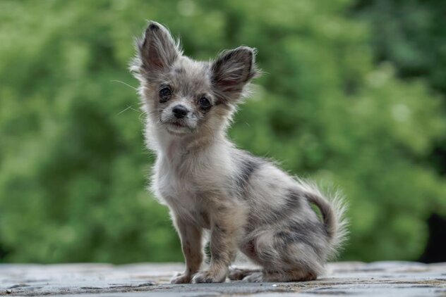 Teacup Hund - Qualzucht