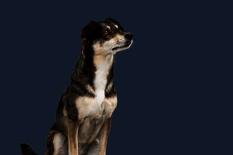 Sitzender Hund mit braun-weißem Fell schaut neugierig zur Seite