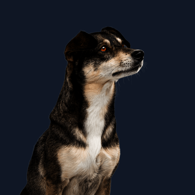 Sitzender Hund mit braun-weißem Fell schaut neugierig zur Seite