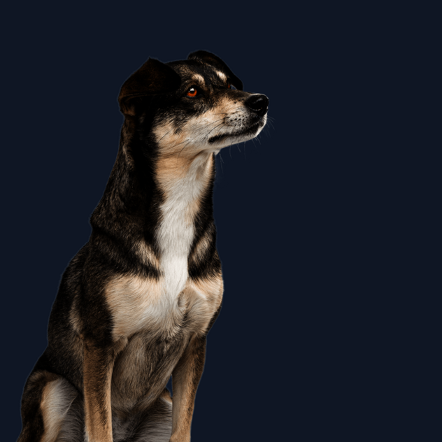 Sitzender Hund mit braun-weißem Fell schaut neugierig zur Seite