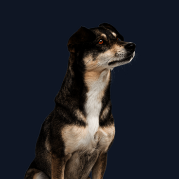 Sitzender Hund mit braun-weißem Fell schaut neugierig zur Seite