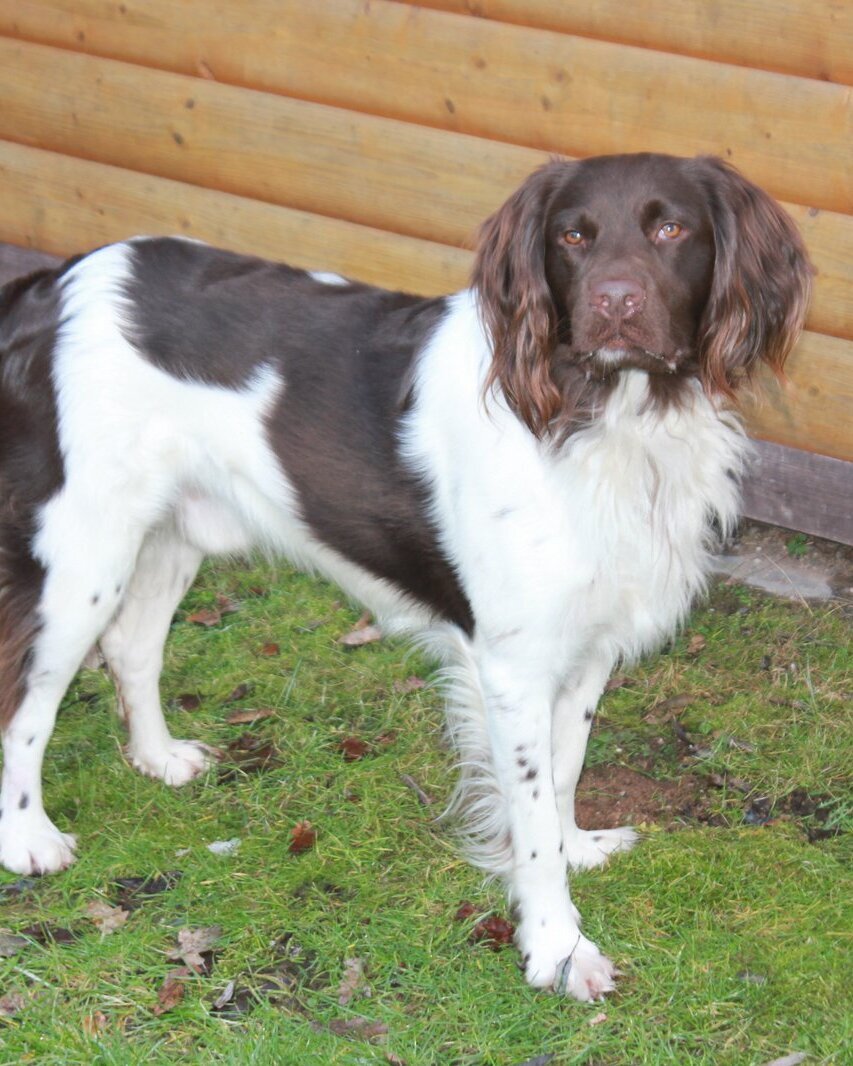 Kleiner Münsterländer im Garten