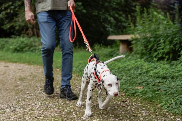 Hund mit Geschirr zieht an der Leine