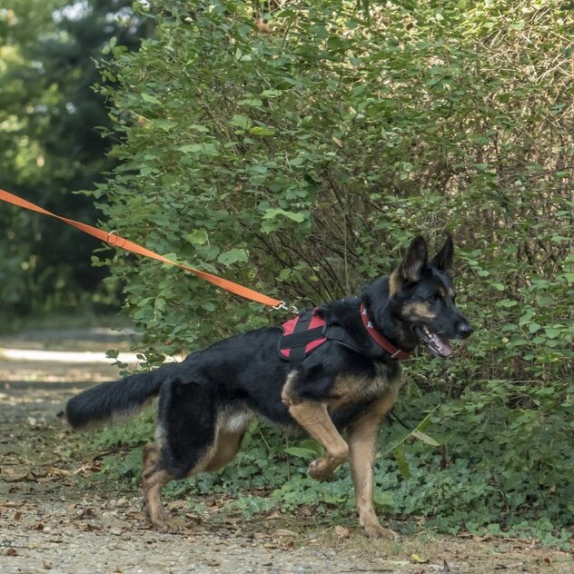 Frau mit deutschem Schäferhund an der Leine