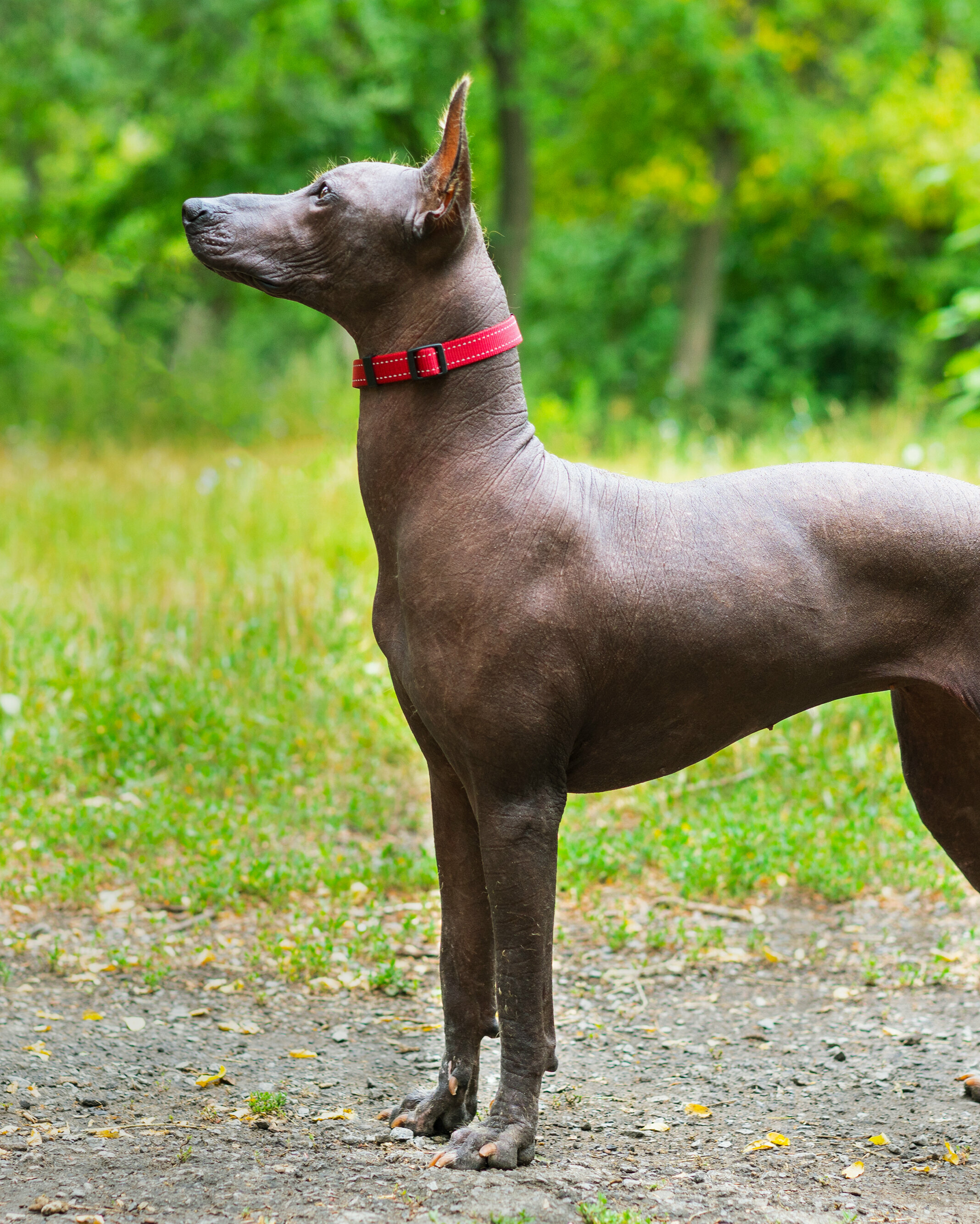 Xoloitzcuintli puppy on sale