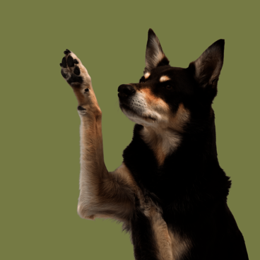 Hund mit schwarzem Fell hebt seine rechte Pfote