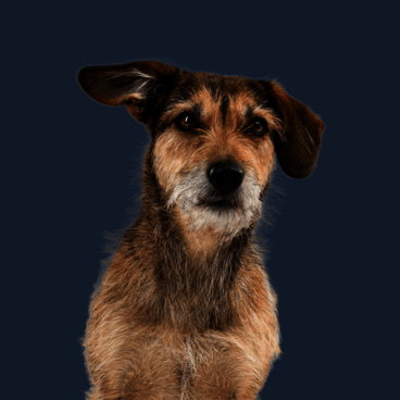 Frontal sitzender Hund mit braunem Fell schaut verträumt