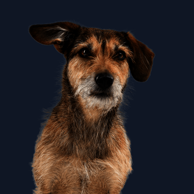 Frontal sitzender Hund mit braunem Fell schaut verträumt