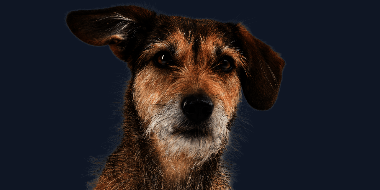 Frontal sitzender Hund mit braunem Fell schaut verträumt