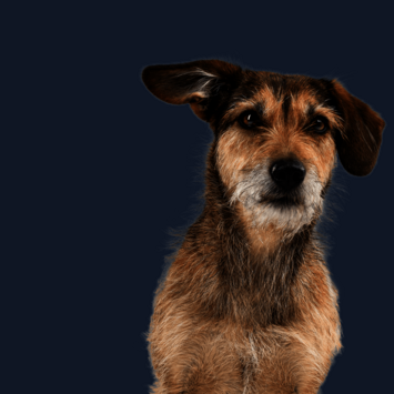 Frontal sitzender Hund mit braunem Fell schaut verträumt